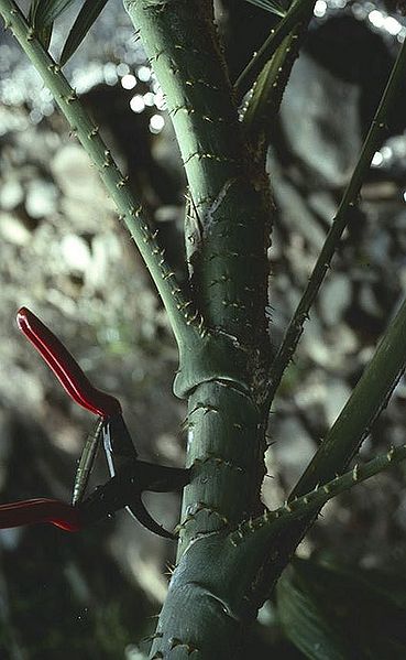 File:Co2787811.jpg