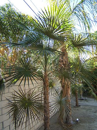Coccothrinax argentea Palmpedia Palm Grower's Guide