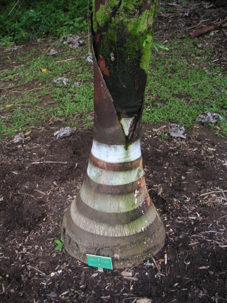 File:Dlastfro.jpg