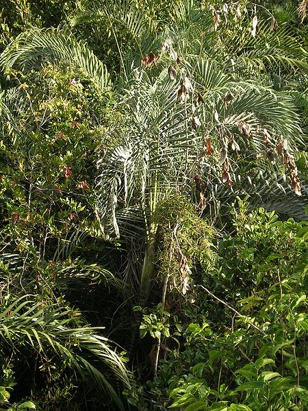 File:P1010106 Dypsis lutescens glauscens,.JPG