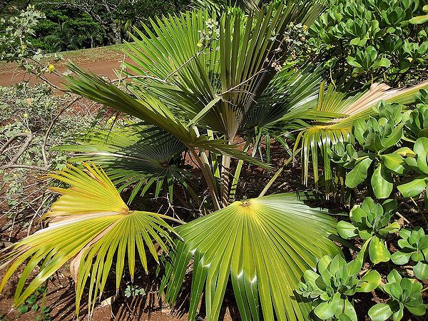 Pritchardia minor Palmpedia Palm Grower's Guide