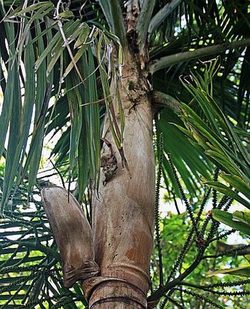 Rhopaloblaste augusta Palmpedia Palm Grower's Guide