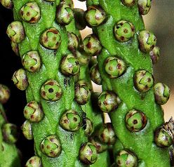 Wallichia oblongifolia female flowers.jpg