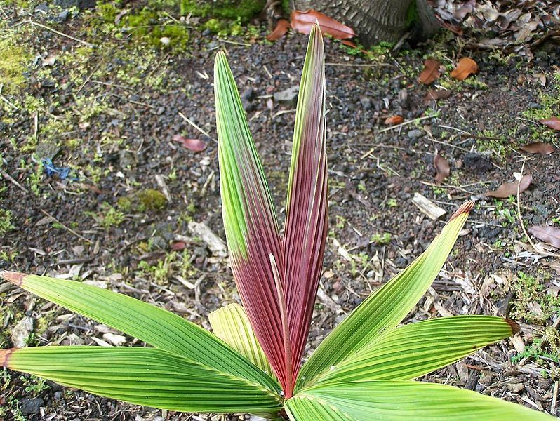File:100 2654billaustin.jpg