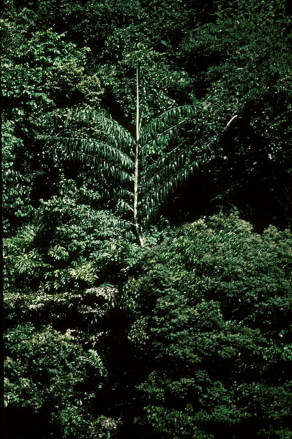 Calamus rotang Palmpedia Palm Grower's Guide