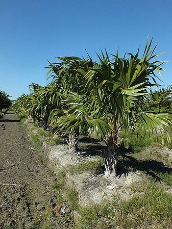 Thrinax-thatch-palm-thatch-palm-coccothrinax-inaguensis-1000221102-1361973295.jpg