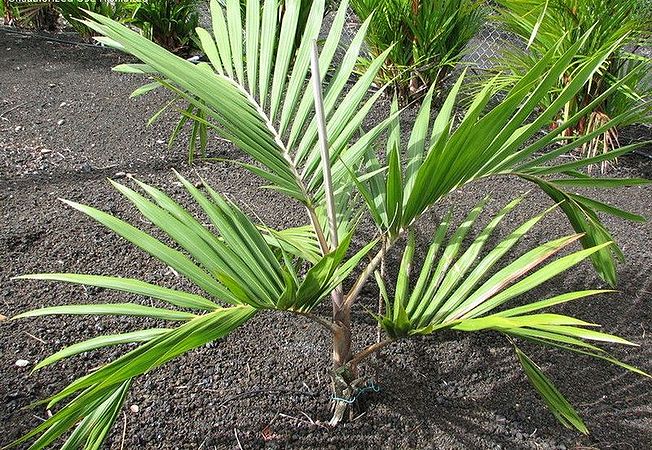 Chambeyronia lepidota Palmpedia Palm Grower's Guide