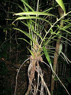 Dypsis-subacaulis53309.jpg