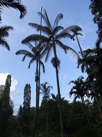 Rhopaloblaste augusta Palmpedia Palm Grower's Guide