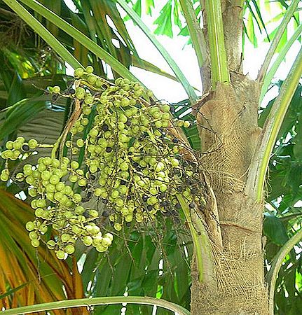 Coccothrx mira fruit pjaz.jpg
