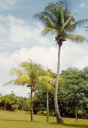 Cocos nucifera1.jpg