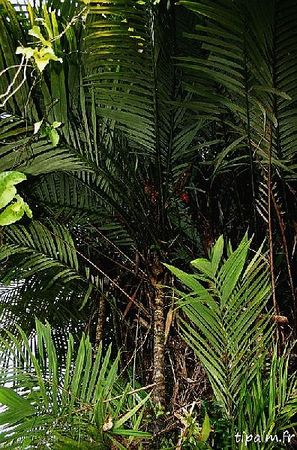 Astrocaryum gynacanthum Palmpedia Palm Grower's Guide