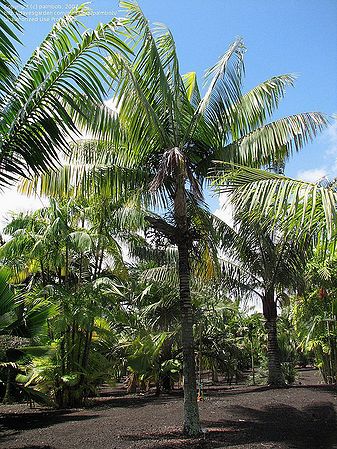 Rhopaloblaste ceramica - Palmpedia - Palm Grower's Guide