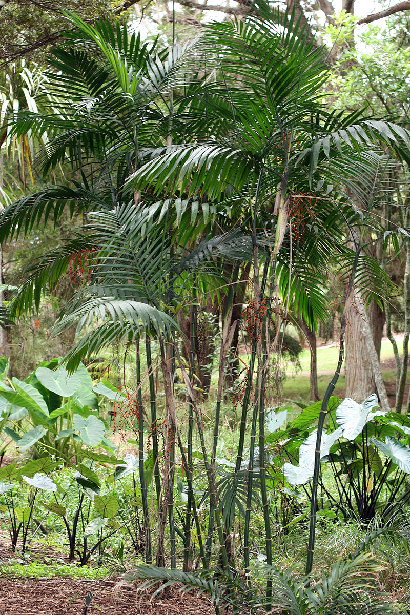 Chamaedorea costaricana Palmpedia Palm Grower's Guide