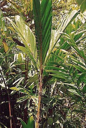 Bactris grayumii Palmpedia Palm Grower's Guide
