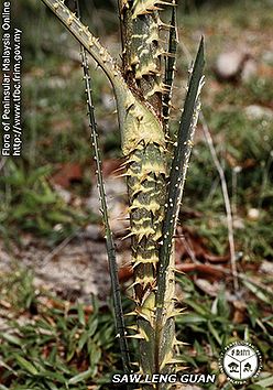 Calamus-burkillianus---Thorn.jpg