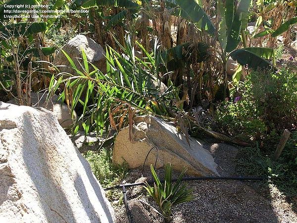 himalayana Palmpedia Palm Grower's Guide