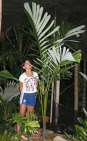 Dictyocaryum lamarckianum Palmpedia Palm Grower's Guide