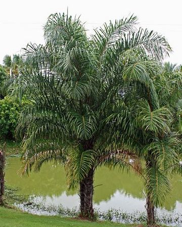 Raphia hookeri - Palmpedia - Palm Grower's Guide
