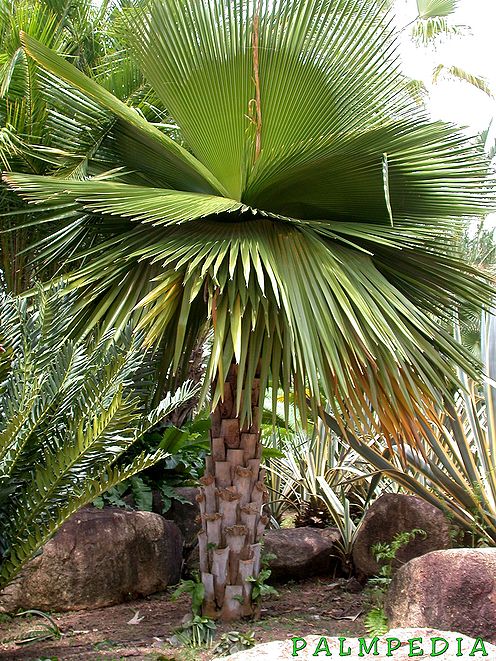 Copernicia macroglossa Palmpedia Palm Grower's Guide