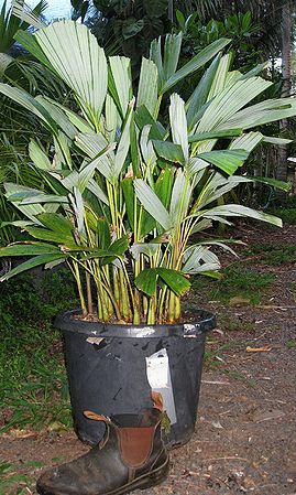 Dictyocaryum lamarckianum Palmpedia Palm Grower's Guide