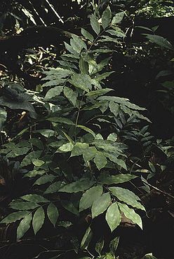 Desmoncus stans Palmpedia Palm Grower's Guide