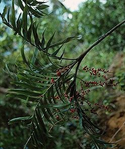 Dypsis-mcdonaldiana-leaves-and-berries.jpg