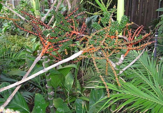 Chamaedorea oblongata Palmpedia Palm Grower's Guide