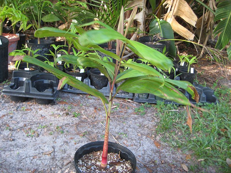 File:IMG 4958.jpg