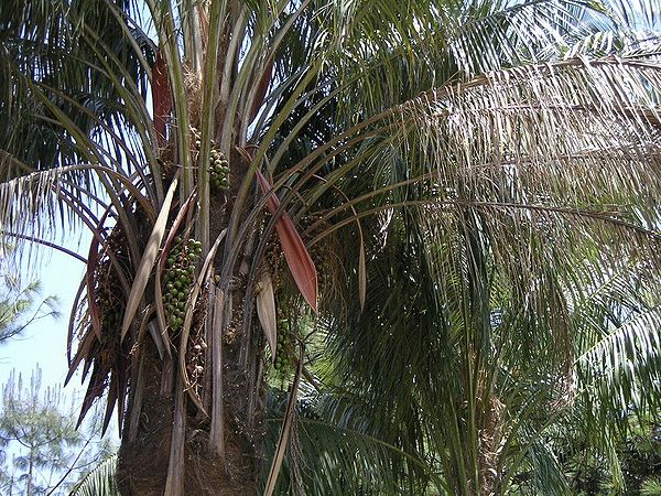 Parajubaea torallyi Palmpedia Palm Grower's Guide