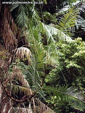 Calamus acanthospathus - Palmpedia - Palm Grower's Guide