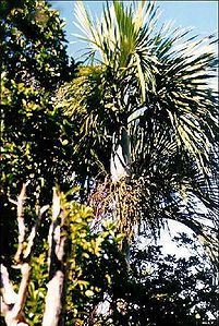 Cyphoc0003.jpg
