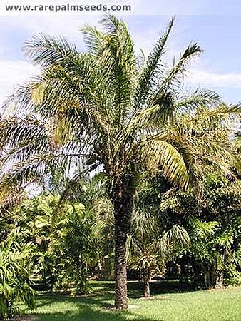 Attalea phalerata - Palmpedia - Palm Grower's Guide