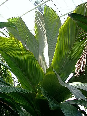 Pelagodoxa henryana - Palmpedia - Palm Grower's Guide