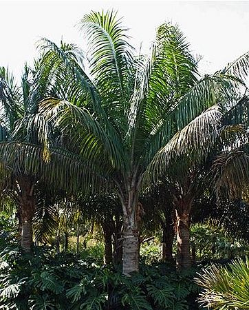 Attalea crassispatha - Palmpedia - Palm Grower's Guide