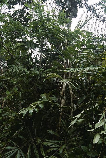 File:Ch2787799.jpg