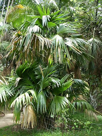 Chelyocarpus chuco Palmpedia Palm Grower's Guide