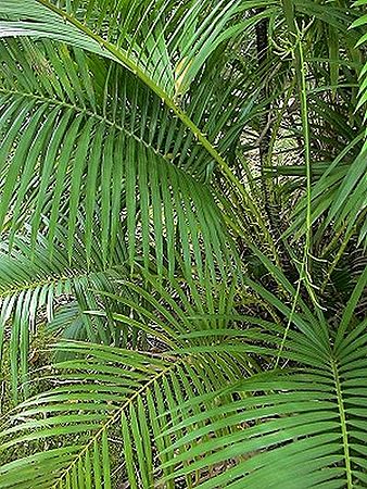 Calamus siphonospathus - Palmpedia - Palm Grower's Guide