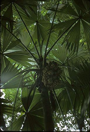 Chelyocarpus ulei Palmpedia Palm Grower's Guide