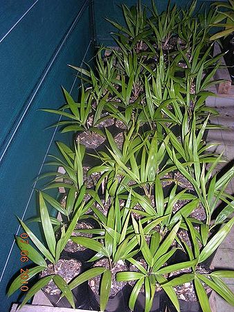 Chambeyronia lepidota Palmpedia Palm Grower's Guide