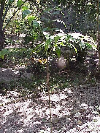 Chamaedorea oblongata - Palmpedia - Palm Grower's Guide