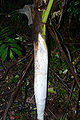 Thumbnail for version as of 00:09, 28 September 2012