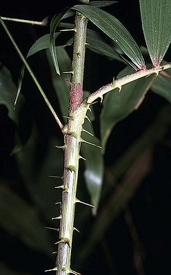 Cj2787835.jpg