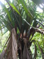 Thumbnail for version as of 23:35, 19 January 2009
