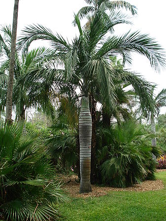 Pseudophoenix vinifera - Palmpedia - Palm Grower's Guide