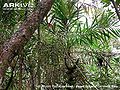 Thumbnail for version as of 01:42, 16 January 2016