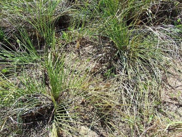 Butia pubispatha Palmpedia Palm Grower's Guide