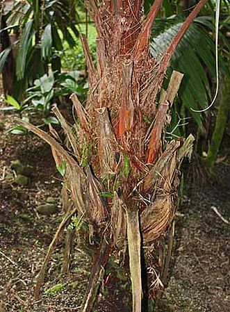 Pholidostachys kalbreyeri Palmpedia Palm Grower's Guide