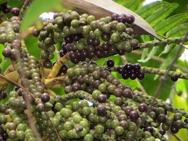 Calyptronoma plumeriana Palmpedia Palm Grower's Guide