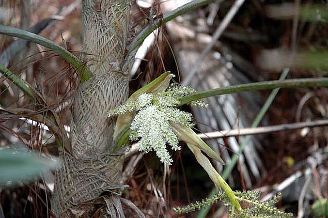 Coccothrinax scoparia - Palmpedia - Palm Grower's Guide